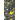 Ceylon Yellow